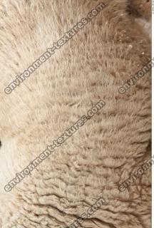 sheep fur